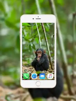 Play Chimpanzee Wallpaper