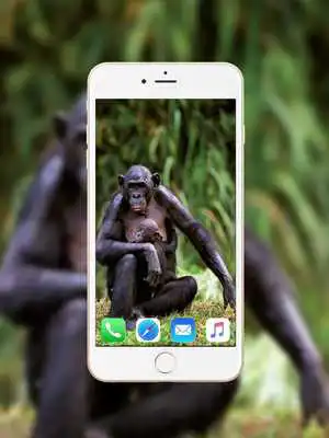 Play Chimpanzee Wallpaper