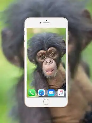 Play Chimpanzee Wallpaper