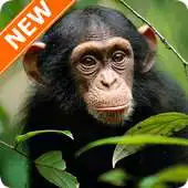 Free play online Chimpanzee Wallpapers HD APK