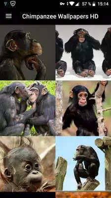 Play Chimpanzee Wallpapers HD