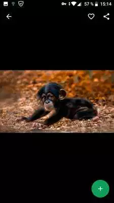 Play Chimpanzee Wallpapers HD