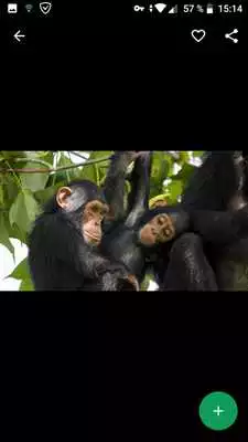 Play Chimpanzee Wallpapers HD