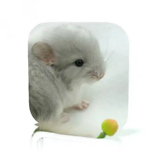 Play Chinchilla Care APK