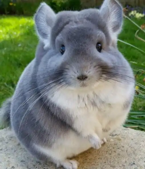 Play Chinchilla Care as an online game Chinchilla Care with UptoPlay