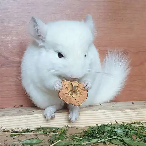 Play Chinchillas Name Generator APK