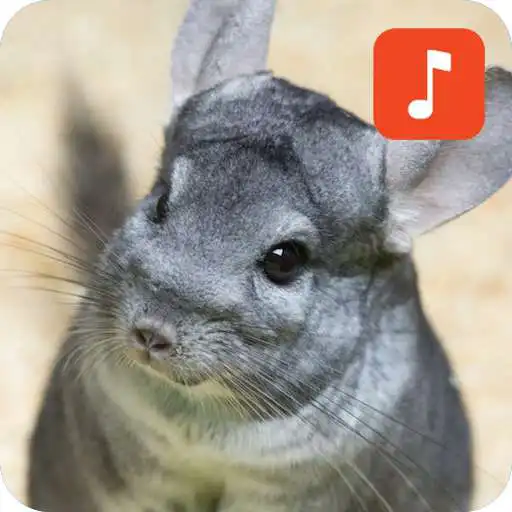 Play Chinchilla Sound Effects APK Play Chinchilla Sound Effects APK