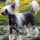 Free play online Chinese Crested Dog Puzzle APK Free play online Chinese Crested Dog Puzzle APK
