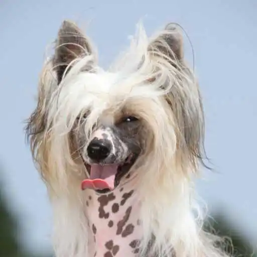 Play Chinese Crested Dog Wallpaper APK