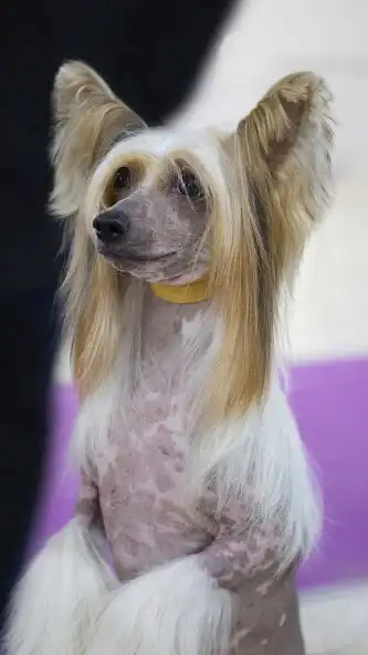 Play Chinese Crested Dog Wallpaper and enjoy Chinese Crested Dog Wallpaper with UptoPlay Play Chinese Crested Dog Wallpaper and enjoy Chinese Crested Dog Wallpaper with UptoPlay