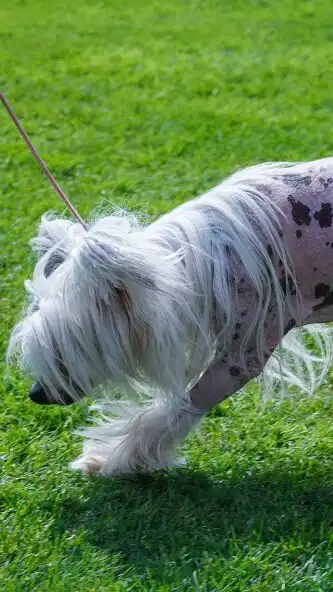 Play Chinese Crested Dog Wallpaper as an online game online Chinese Crested Dog Wallpaper with UptoPlay Play Chinese Crested Dog Wallpaper as an online game Chinese Crested Dog Wallpaper with UptoPlay