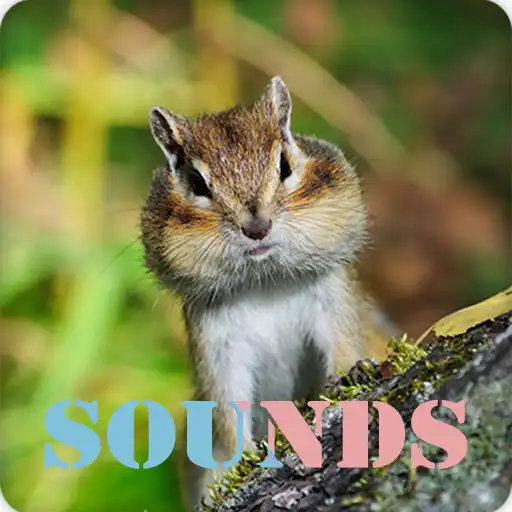 Play Chipmunk Sound Ringtones APK Play Chipmunk Sound Ringtones APK