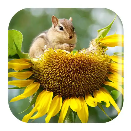 Free play online Chipmunk Sounds APK Free play online Chipmunk Sounds APK