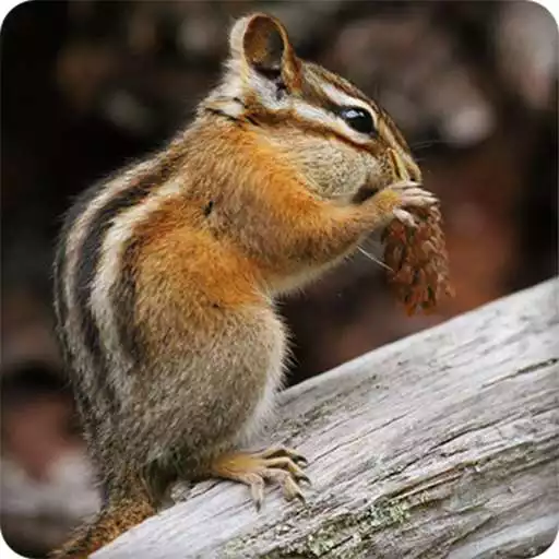 Run free android online Chipmunk Sounds Ringtones APK Run free android online Chipmunk Sounds Ringtones APK