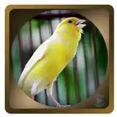 Free play online Chirping Birds Canary Full Masteran APK