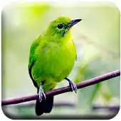 Free play online Chirping Cucak Ijo APK