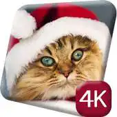Free play online Chirstmas Cats 4K Live Wallpap APK Free play online Chirstmas Cats 4K Live Wallpap APK
