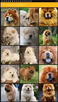 Play Chow Chow Dog Wallpaper Play Chow Chow Dog Wallpaper