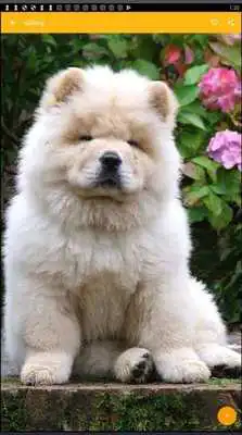 Play Chow Chow Dog Wallpaper Play Chow Chow Dog Wallpaper