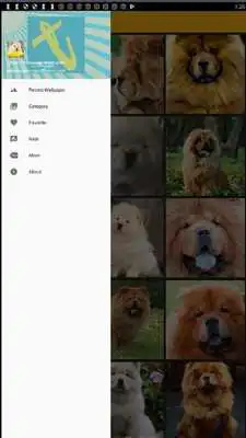 Play Chow Chow Dog Wallpaper Play Chow Chow Dog Wallpaper
