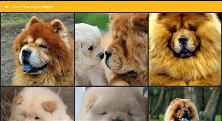 Play Chow Chow Dog Wallpaper Play Chow Chow Dog Wallpaper