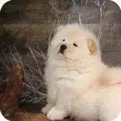 Free play online Chow Chow Pack 2 Wallpaper APK Free play online Chow Chow Pack 2 Wallpaper APK