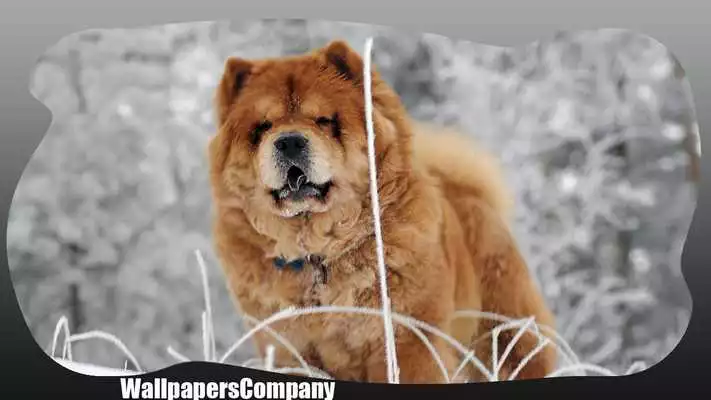 Play Chow Chow Pack 2 Wallpaper