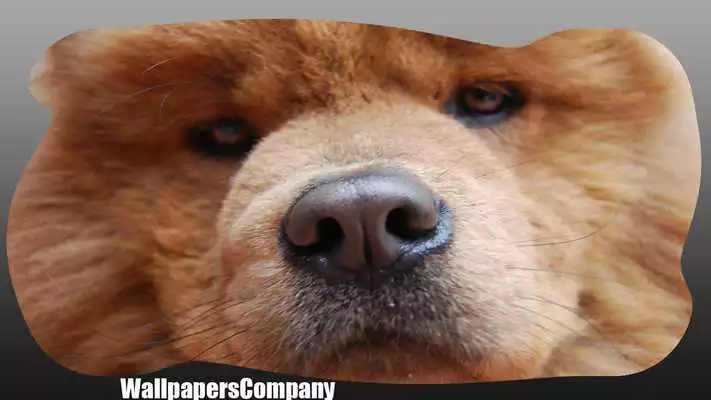 Play Chow Chow Pack 2 Wallpaper
