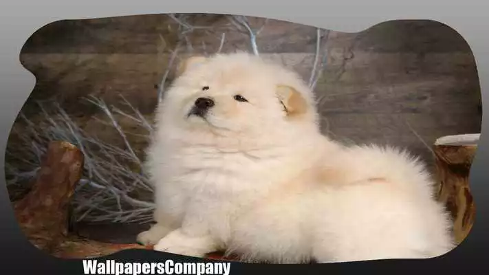 Play Chow Chow Pack 2 Wallpaper