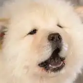 Free play online Chow Chow Puzzle APK Free play online Chow Chow Puzzle APK