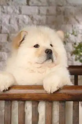 Play Chow Chow Puzzle