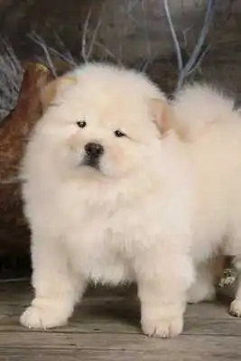Play Chow Chow Puzzle