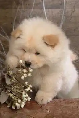 Play Chow Chow Puzzle