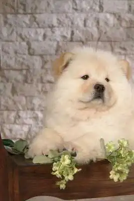 Play Chow Chow Puzzle