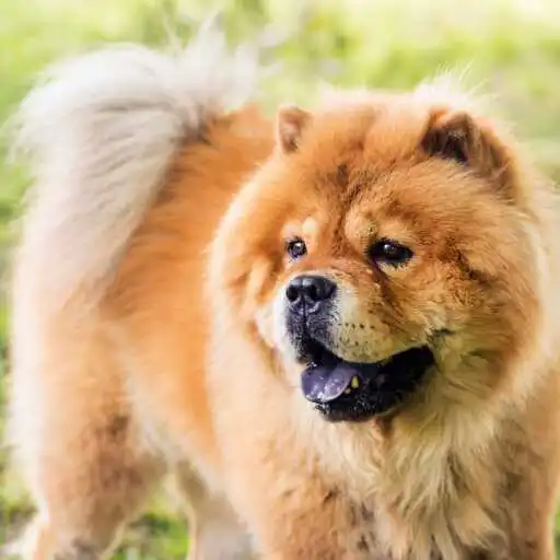 Play Chow Chow Wallapaper APK
