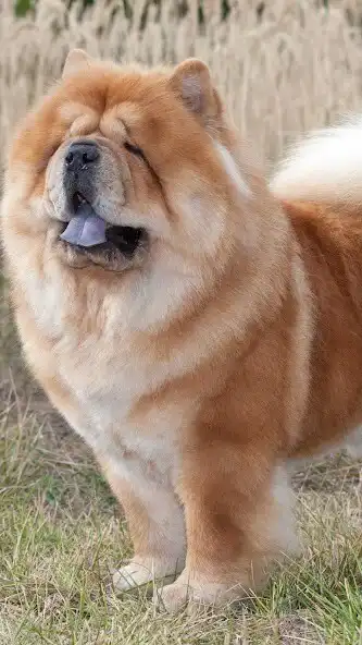 Play Chow Chow Wallapaper and enjoy Chow Chow Wallapaper with UptoPlay Play Chow Chow Wallapaper and enjoy Chow Chow Wallapaper with UptoPlay