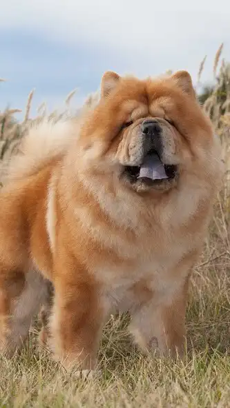 Play Chow Chow Wallapaper as an online game online Chow Chow Wallapaper with UptoPlay Play Chow Chow Wallapaper as an online game Chow Chow Wallapaper with UptoPlay