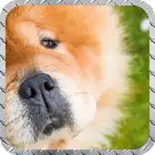 Free play online Chow Chow Wallpaper APK
