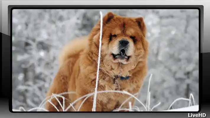 Play Chow Chow Wallpaper