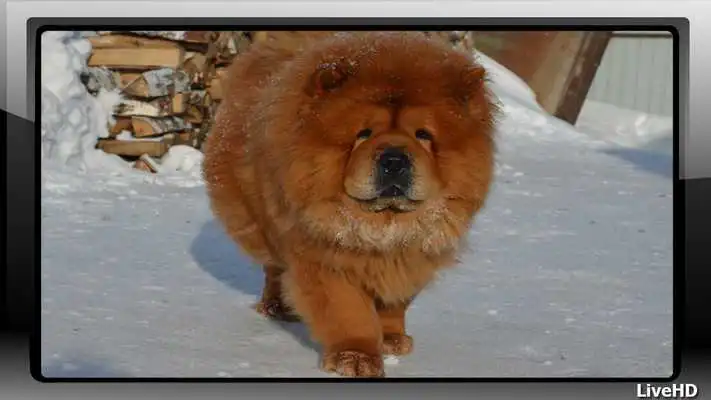 Play Chow Chow Wallpaper