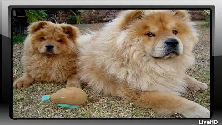 Play Chow Chow Wallpaper