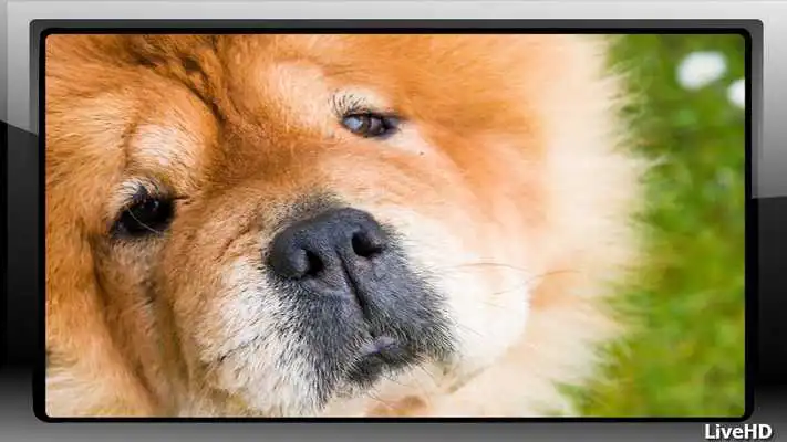 Play Chow Chow Wallpaper