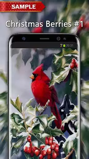 Play APK Christmas Berries Wallpapers  and enjoy Christmas Berries Wallpapers with UptoPlay com.andromo.dev518376.app530811