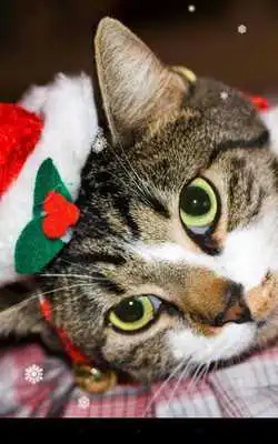 Play Christmas Cat