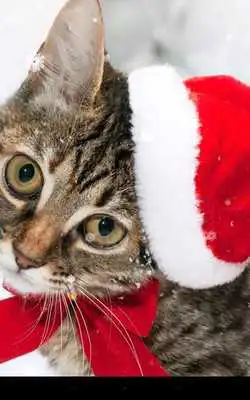 Play Christmas Cat