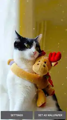 Play Christmas Cat Wallpaper Play Christmas Cat Wallpaper