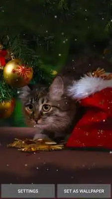 Play Christmas Cat Wallpaper Play Christmas Cat Wallpaper
