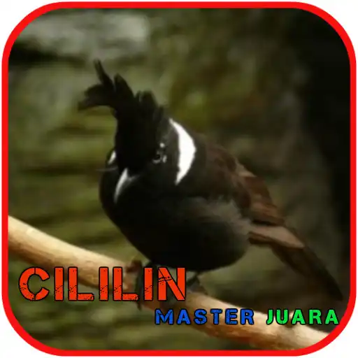 Play Cililin Master Juara Offline APK