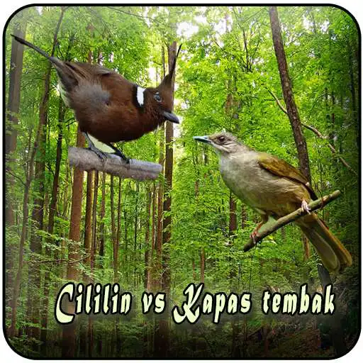 Play Cililin Vs Kapas Tembak Offline APK