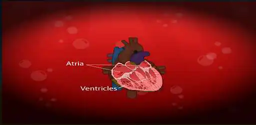 Play Circulatory and Lymphatic Systems  and enjoy Circulatory and Lymphatic Systems with UptoPlay